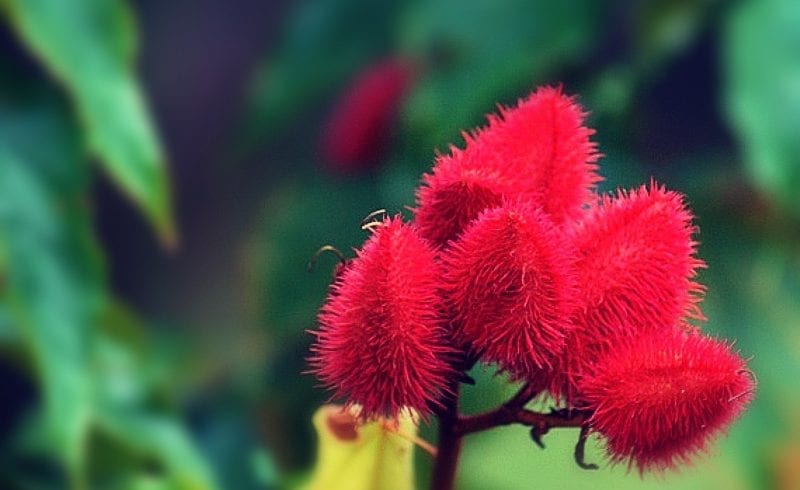 Urucum trata feridas difíceis e queimaduras