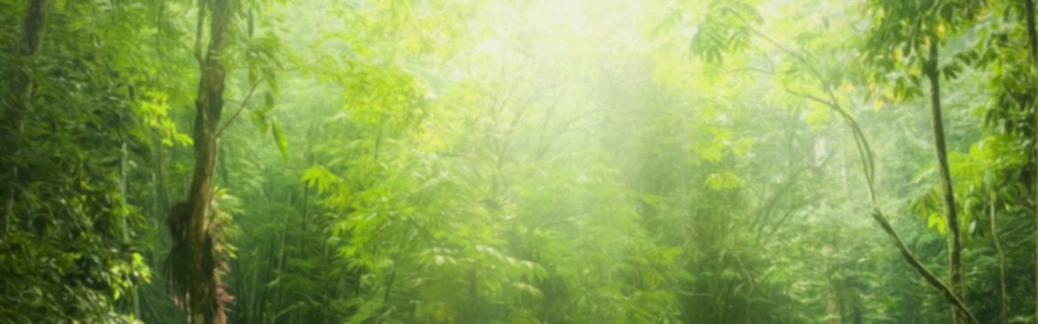 floresta-tropical-extratos-bioativos.jpg