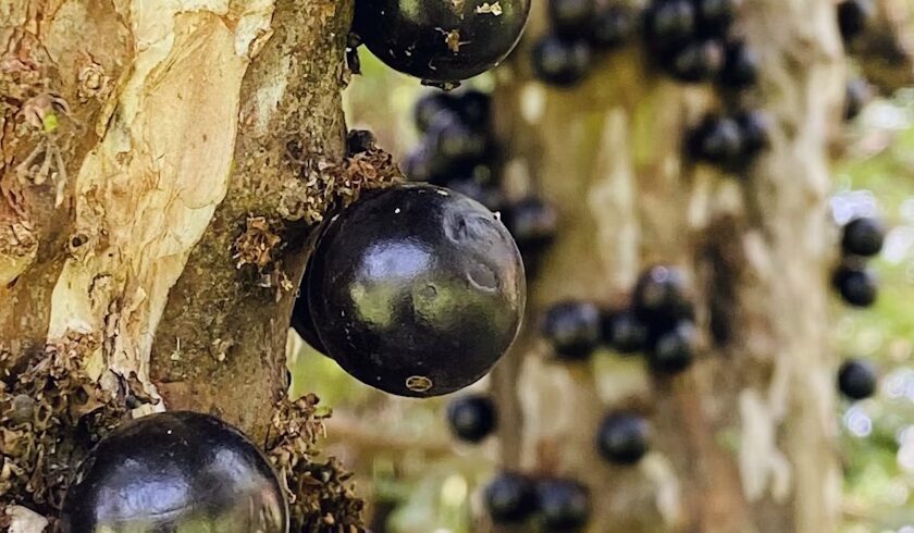 Casca da jabuticaba reduz inflamação e glicemia em pessoas com síndrome metabólica