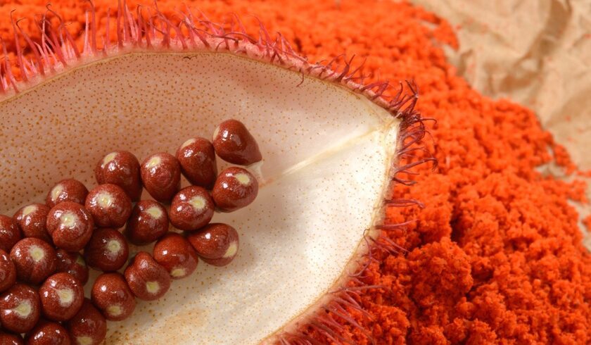 UOL – Urucum combate inflamação e pode ajudar quem tem gordura no fígado